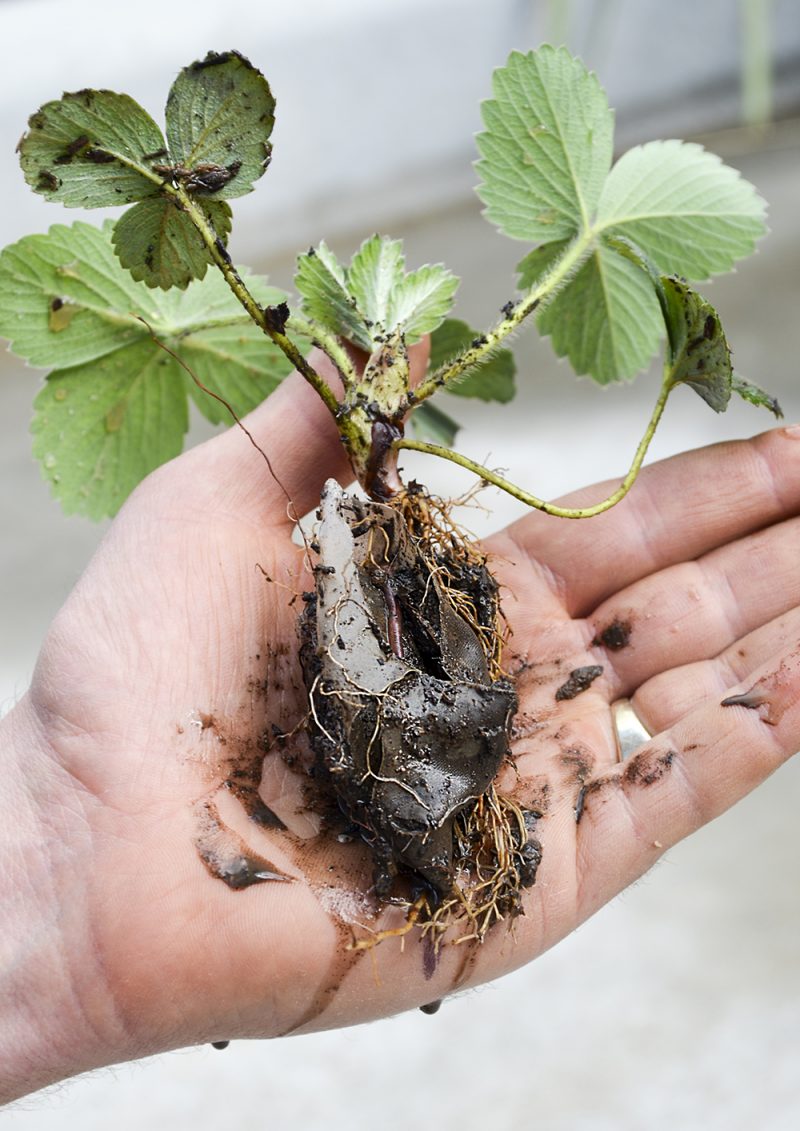 JUST MY CUP OF TEA! THE LOVE TEA PACKAGING THAT'S COMPLETELY BIODEGRADABLE! 